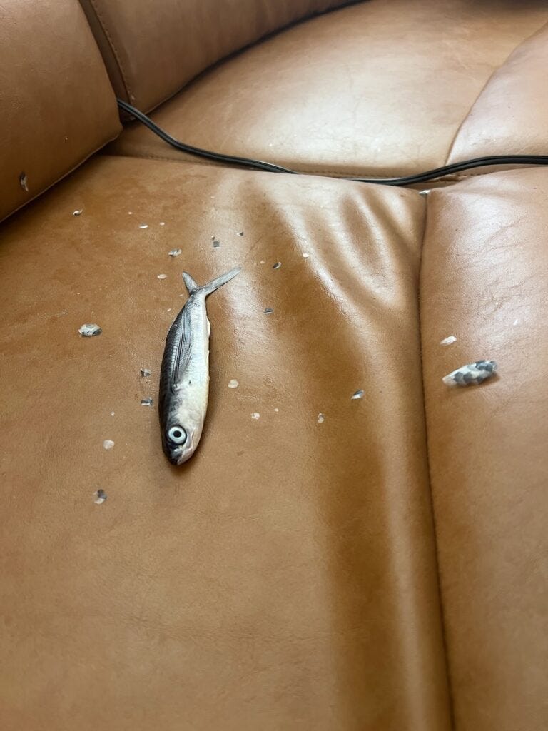 Flying Fish Flying Fish