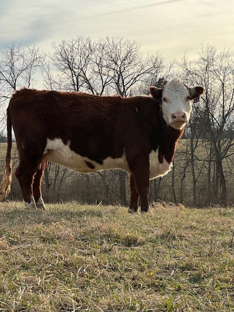hereford cow show pose hereford cow show pose