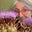 A Murray's avatar