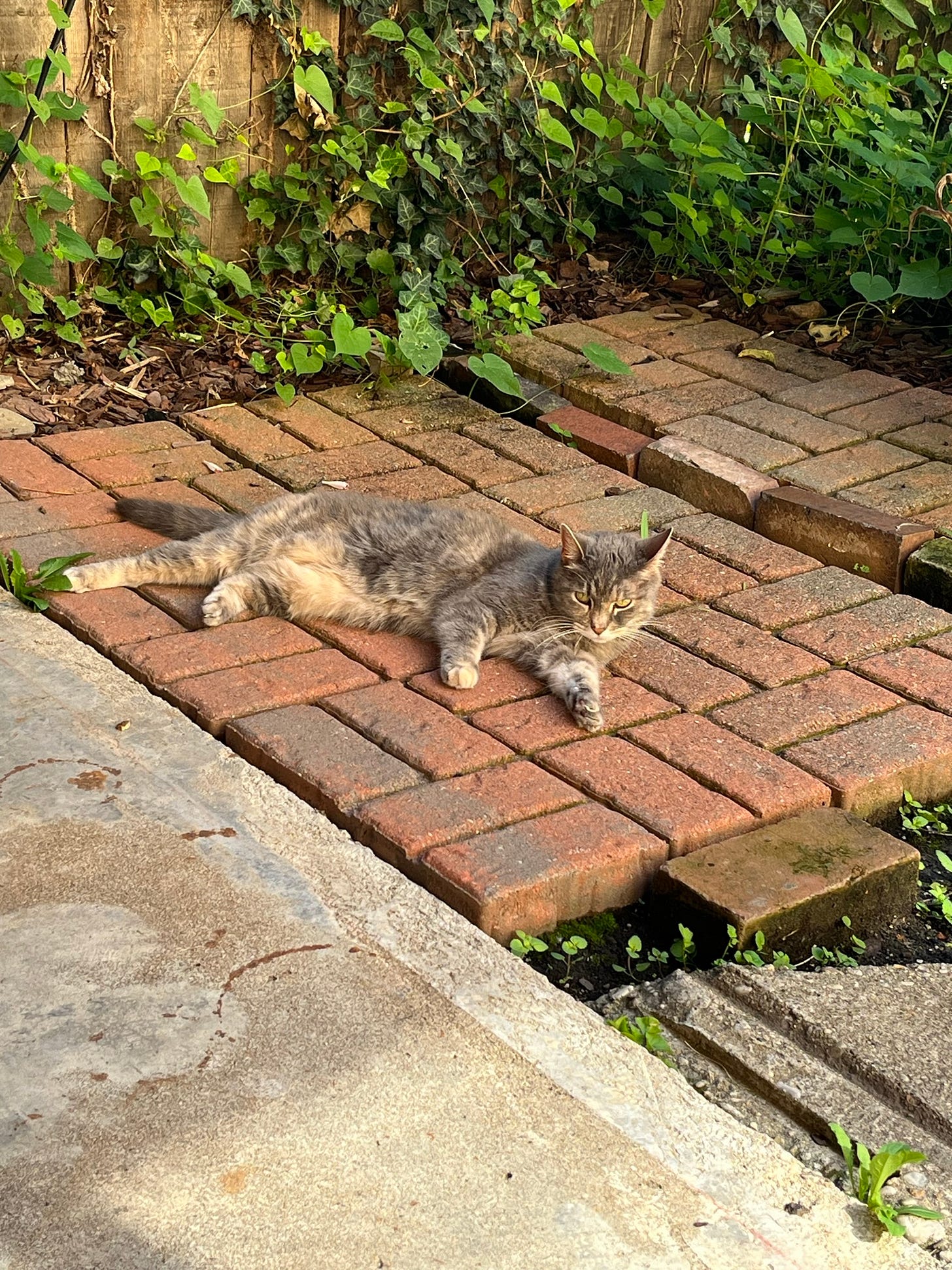 A dilute tortie cat sitting on a brick pavilion, looking quite relaxed, with many vines in the background