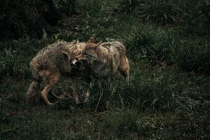 two playful coyotes