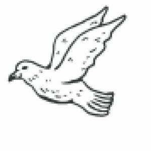 News from Birds and Beans