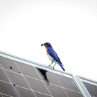 Your Daily Dose of Climate Hope: December 30, 2025