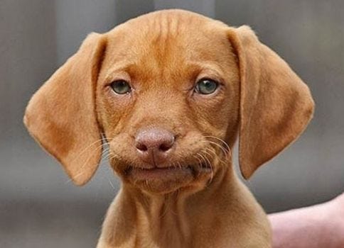 Really dog Meme Generator - Imgflip
