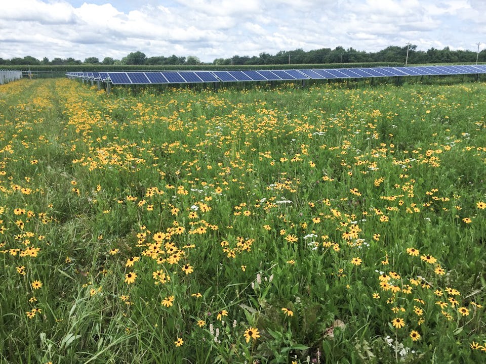 Image of field of wildflowers and solar panels. Image of field of wildflowers and solar panels.