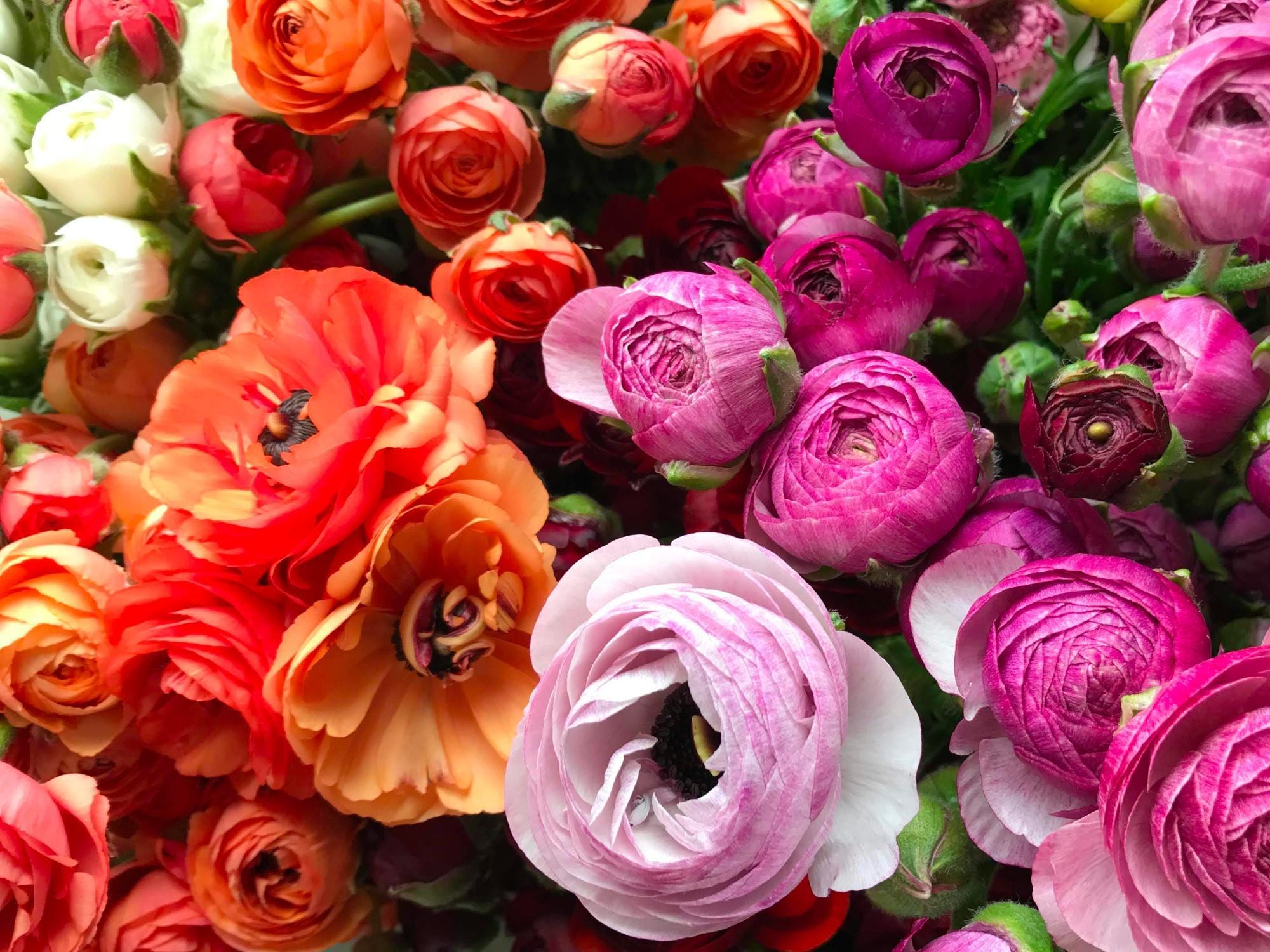 The Ranunculus Are Coming! - by Ellen Frost - FlowerNerd