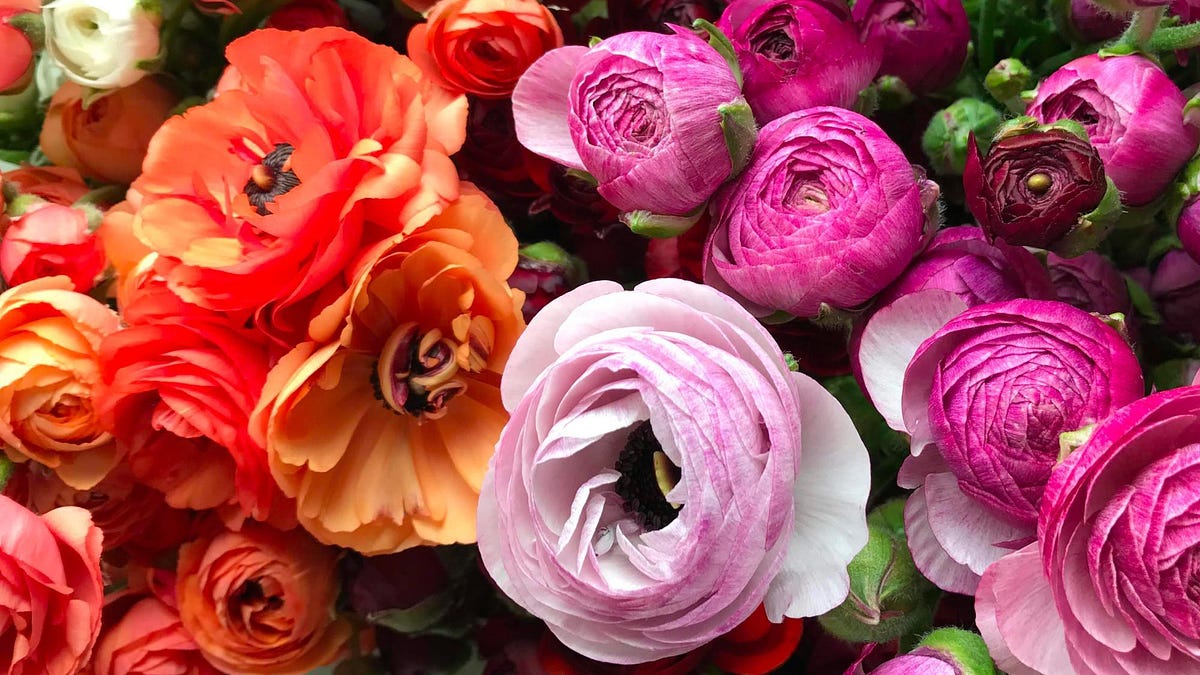 Good Night Ranunculus The Ranunculus Are Coming! - by Ellen Frost - FlowerNerd