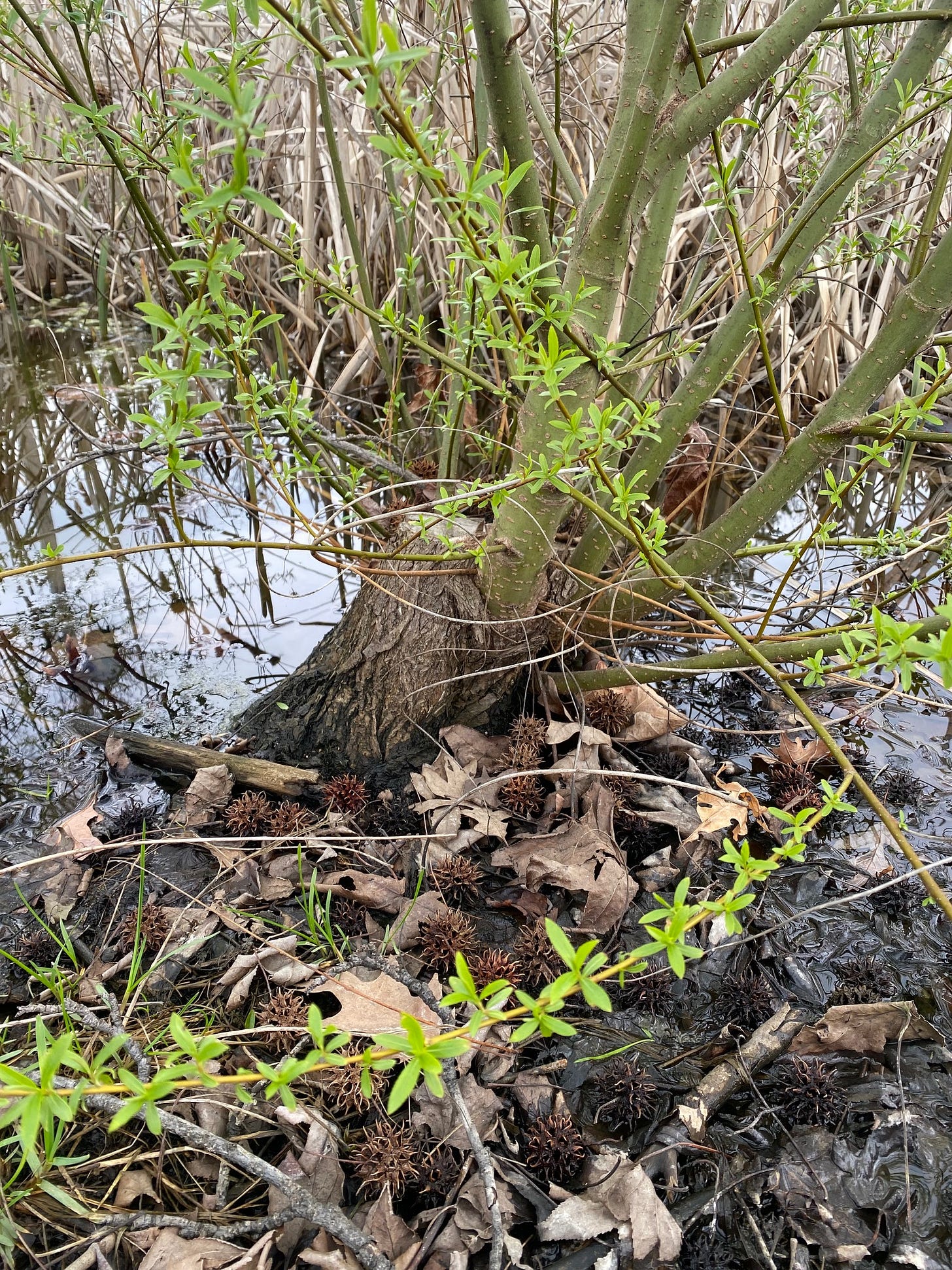 The biggest willow branch coming out of this stump is 3-4 years old. The biggest willow branch coming out of this stump is 3-4 years old.