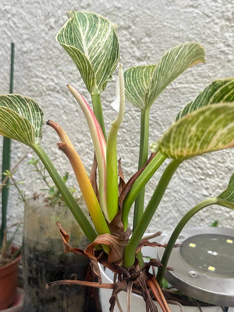 Balcony garden - ornamental plant, pechay seedlings, kangkong in hydroponics. Buhay Copywriter by Regina Peralta.