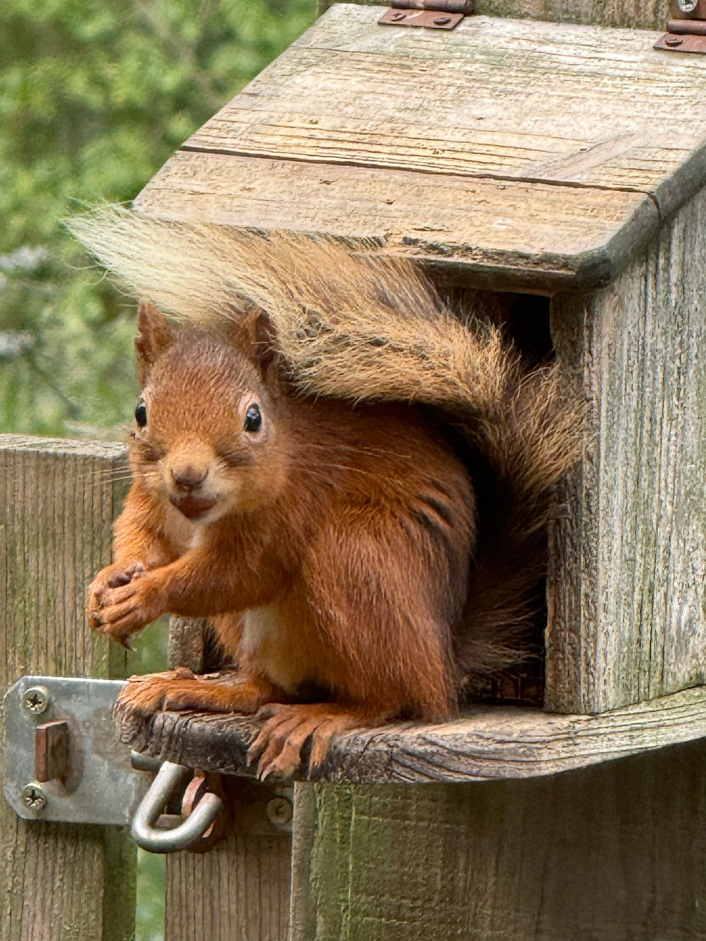 red squirrel eating a nut red squirrel eating a nut