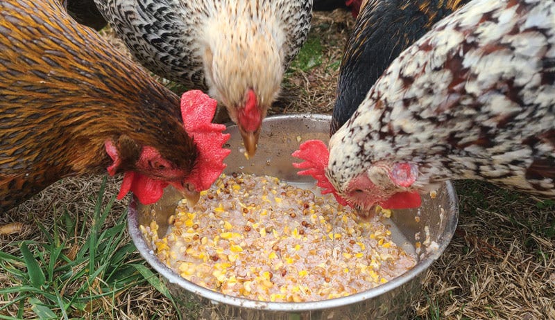 Fermented Chicken Feed Made Simple - Hobby Farms