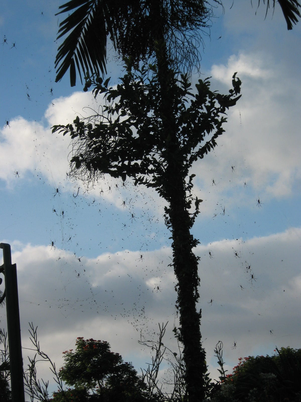 Banana spiders in Jamaica