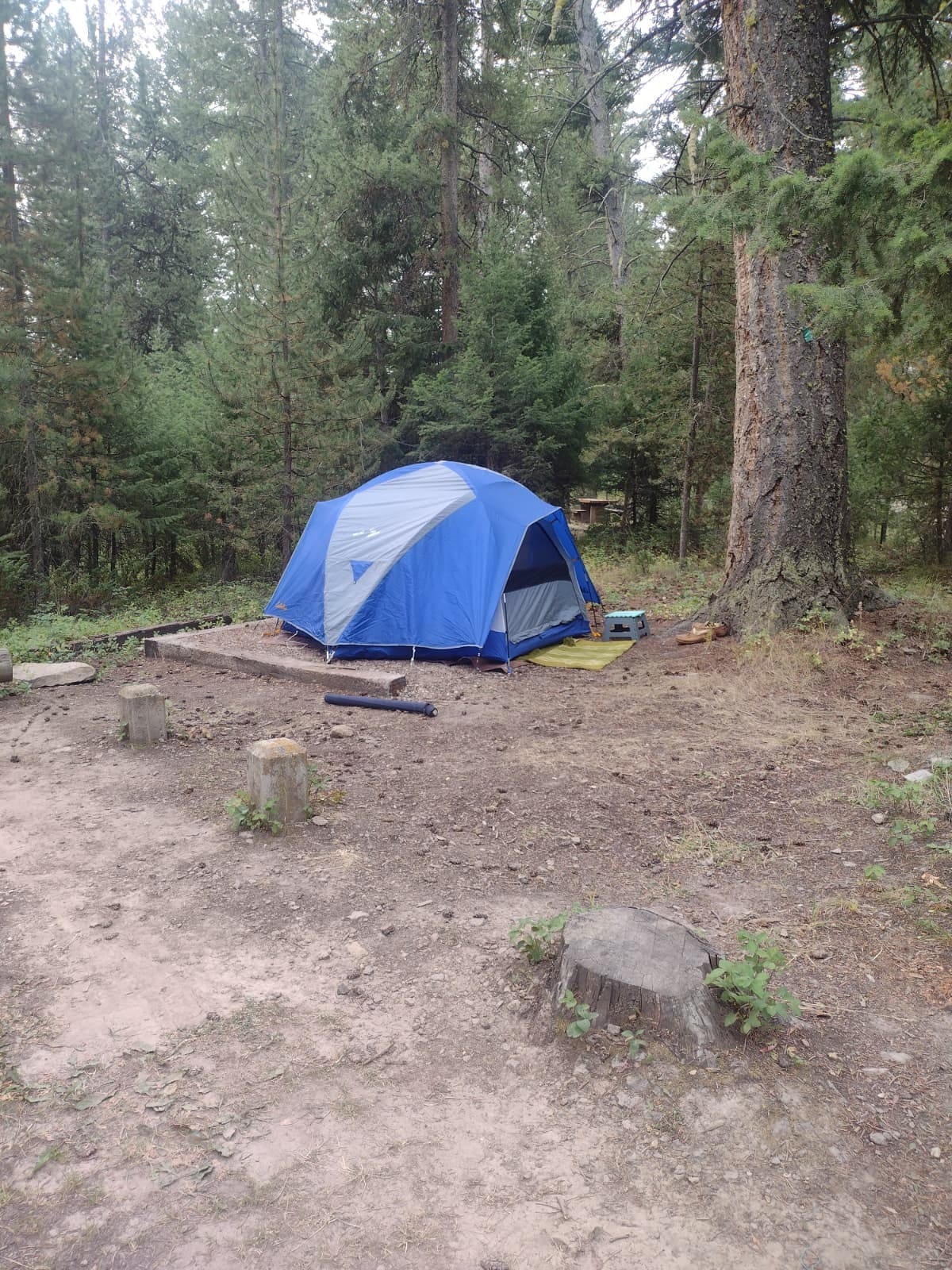 Blue dome tent pitched in a forest clearing surrounded by tall evergreens. A Sadhana Huddle member's daily practice setup while road tripping.