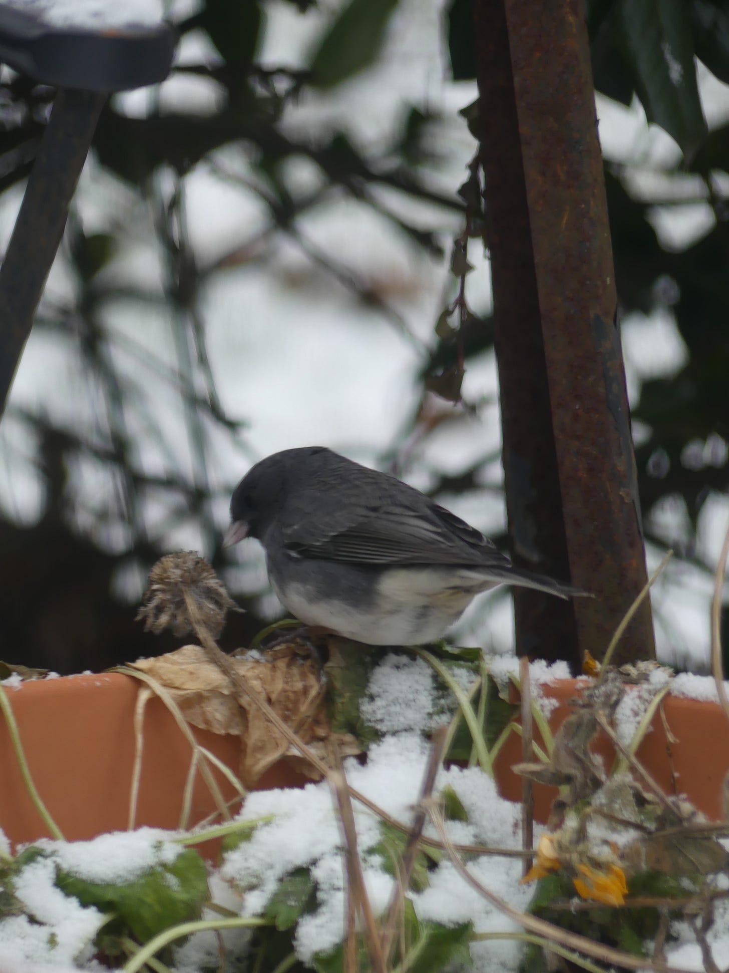 gray and white bird on the edge of a pot, feeding on dried flower seeds