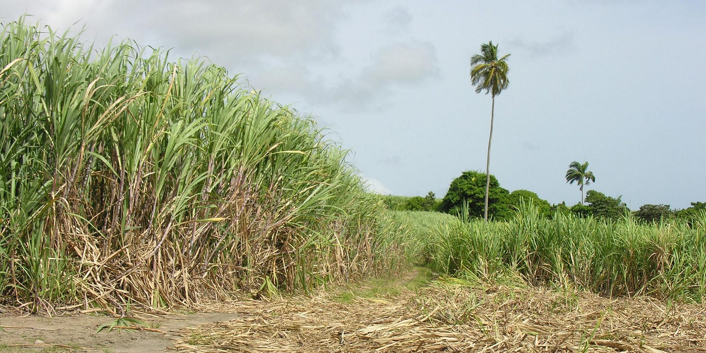 Sugar plantations | National Museums Liverpool