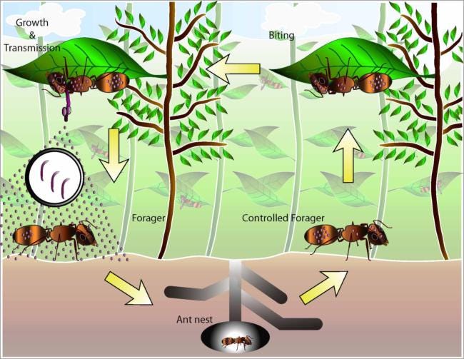 Zombie ant biting behavior likely involves an array of processes as  suggested by gene expression studies. | Experiment
