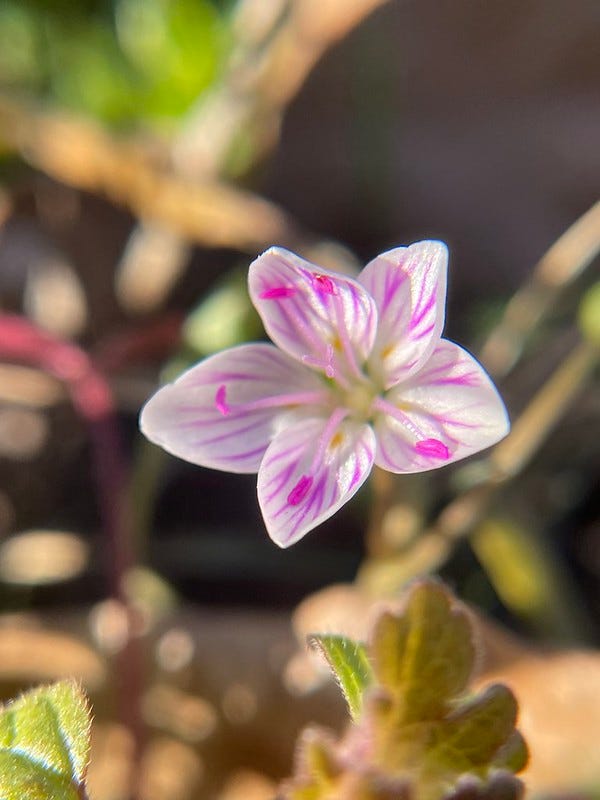 A small, close to the ground, flower with five petals that are primarily white with pink stripes blooms. In the foreground and background is green vegetation that is slightly blurred. A small, close to the ground, flower with five petals that are primarily white with pink stripes blooms. In the foreground and background is green vegetation that is slightly blurred.