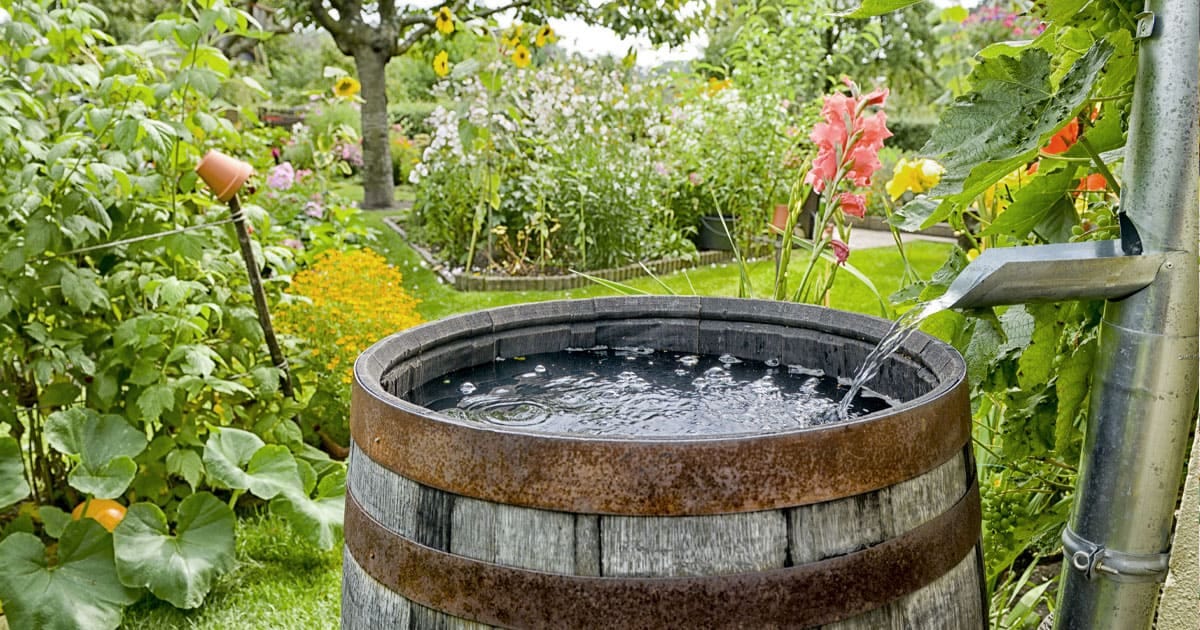 Rain Collection for the Garden - Southern Living Plants Rain Collection for the Garden - Southern Living Plants