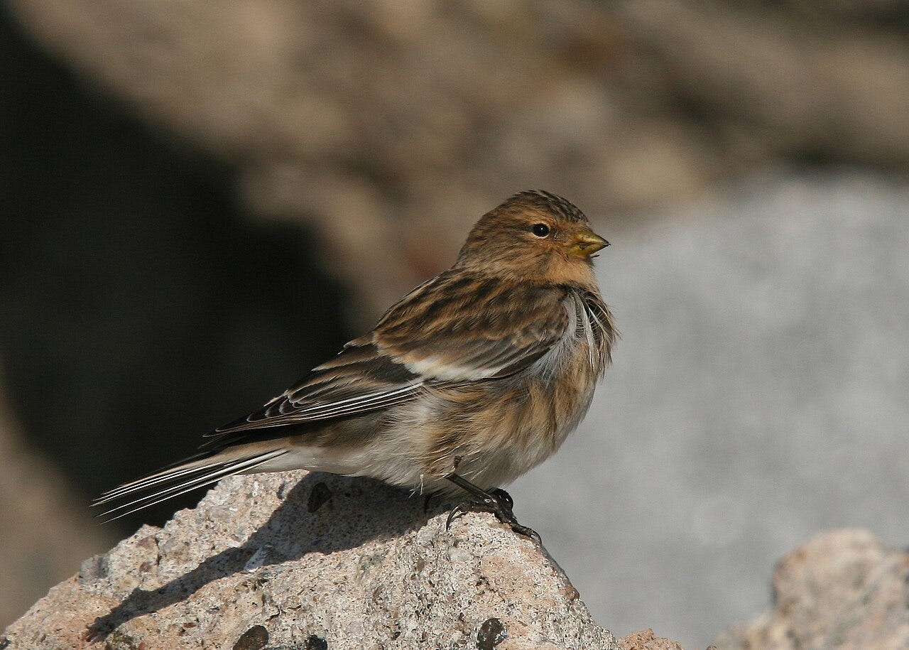 The Song of the Mountain Finch. - Derek Gow