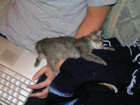 Kali Kitten Kali Kitten