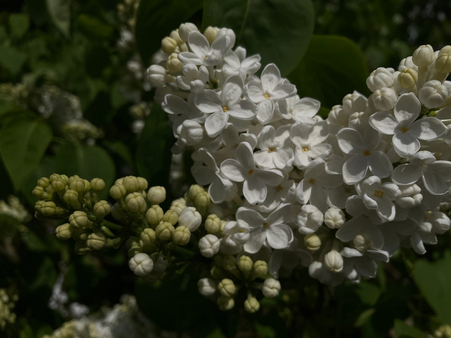 photograph of white lilac against green foliage