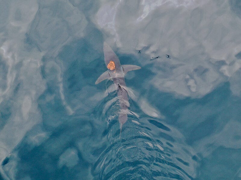 Video Shows an Octopus Riding a Mako Shark Near New Zealand - The New York  Times