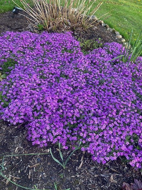 Grounded: Spring Flowers in My Garden