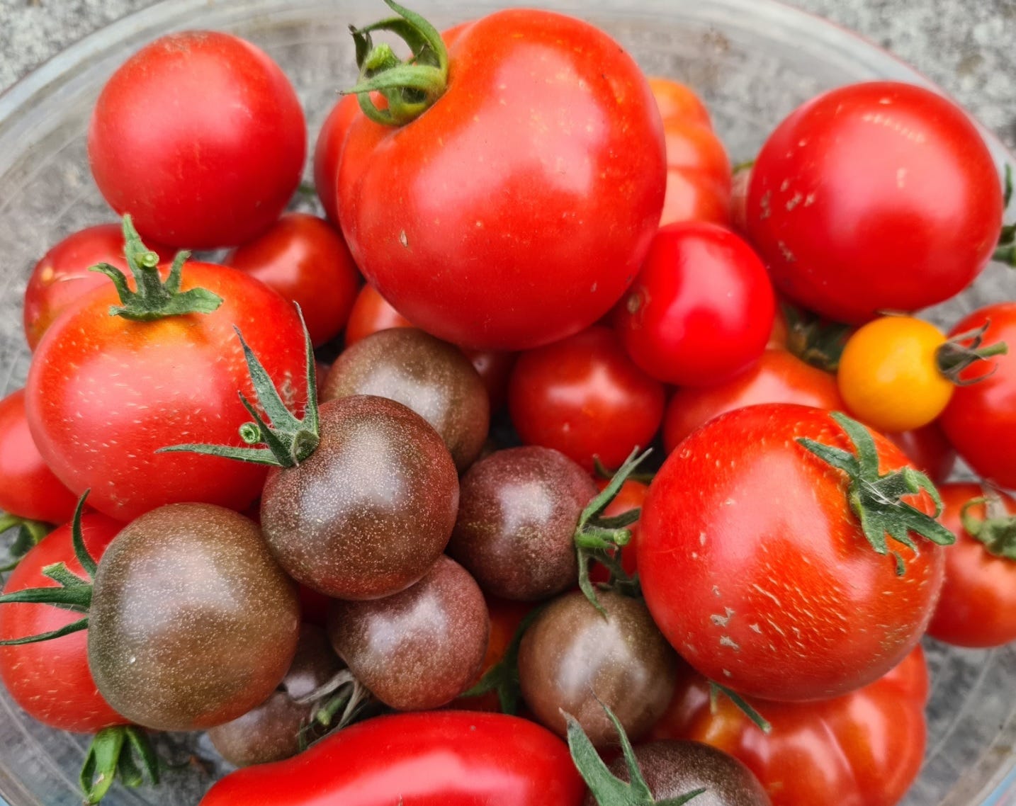 Totally Tomatoes August update: All about dat taste
