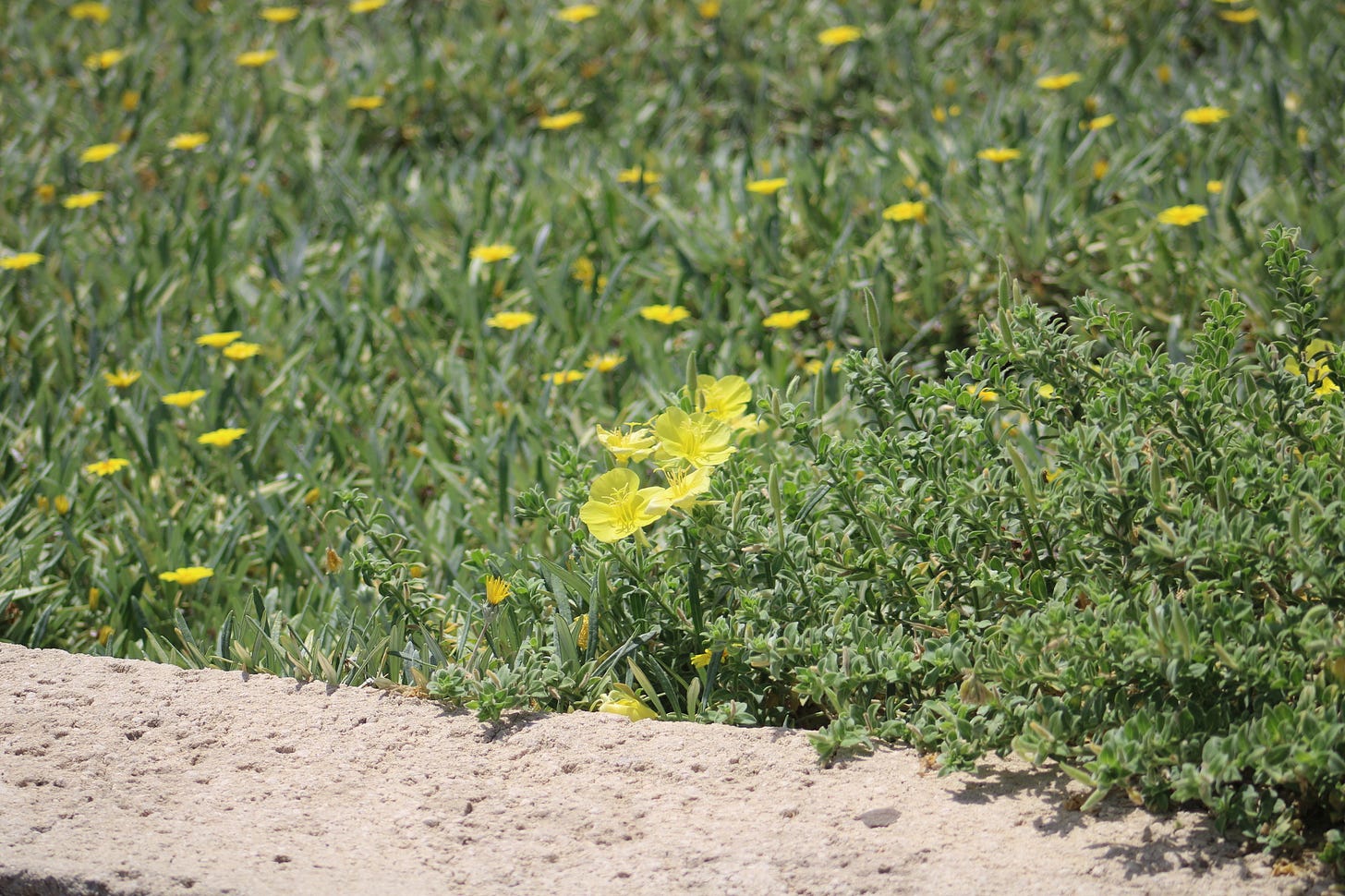 Solid mat of green evening-primose foliage and yellow flowers creeping over a wall.