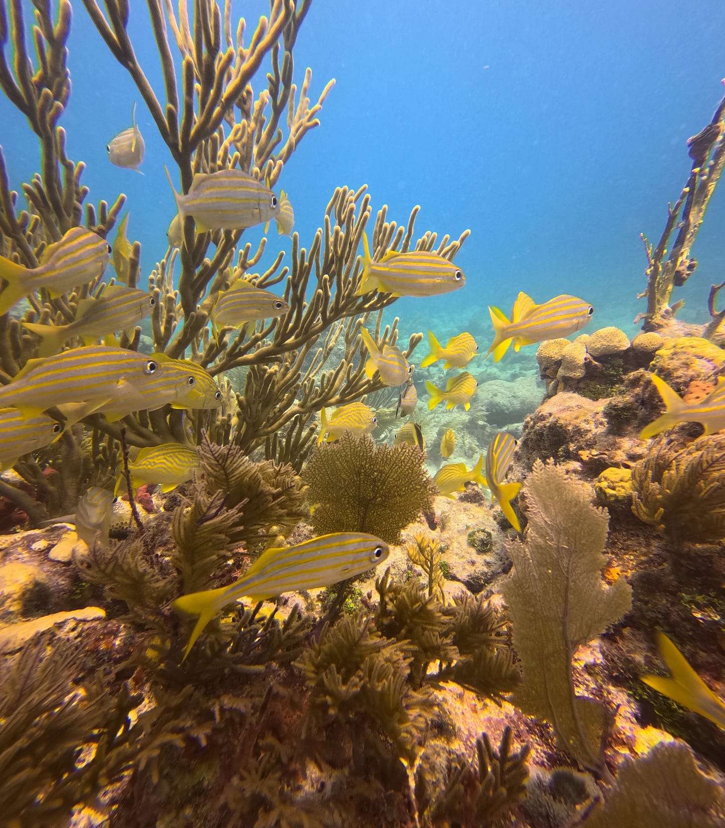 Striped Grunts and matching coral