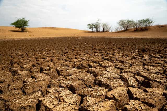 dry cracked soil landscape, couple of trees on horizon dry cracked soil landscape, couple of trees on horizon