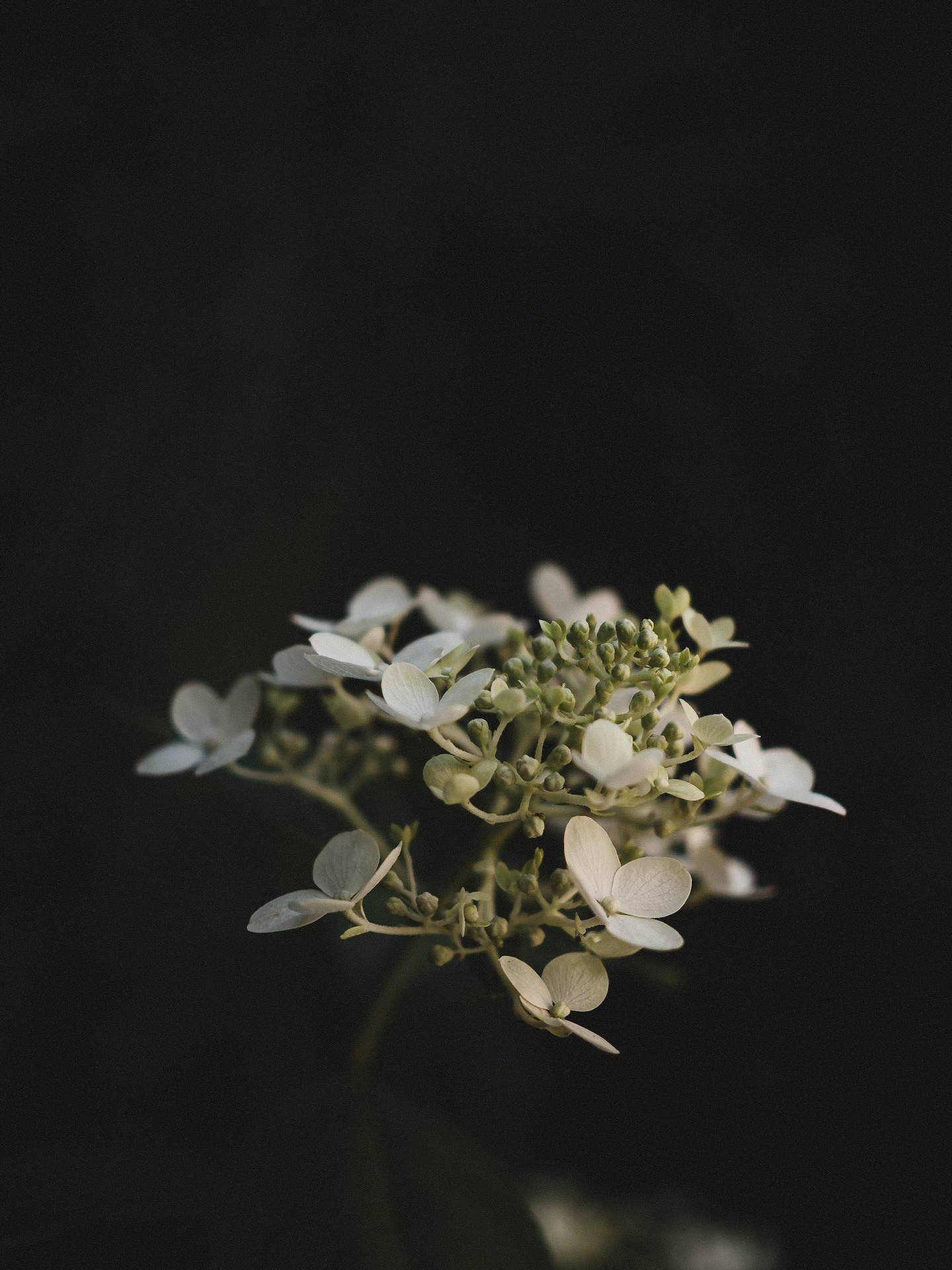 close-up of white hydrangea flower