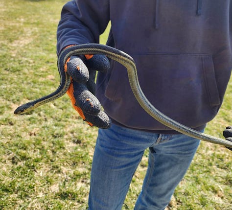 Snakes can be called beautiful instead of scary if we reframe the narrative to positive! Thank you for keeping them safe.