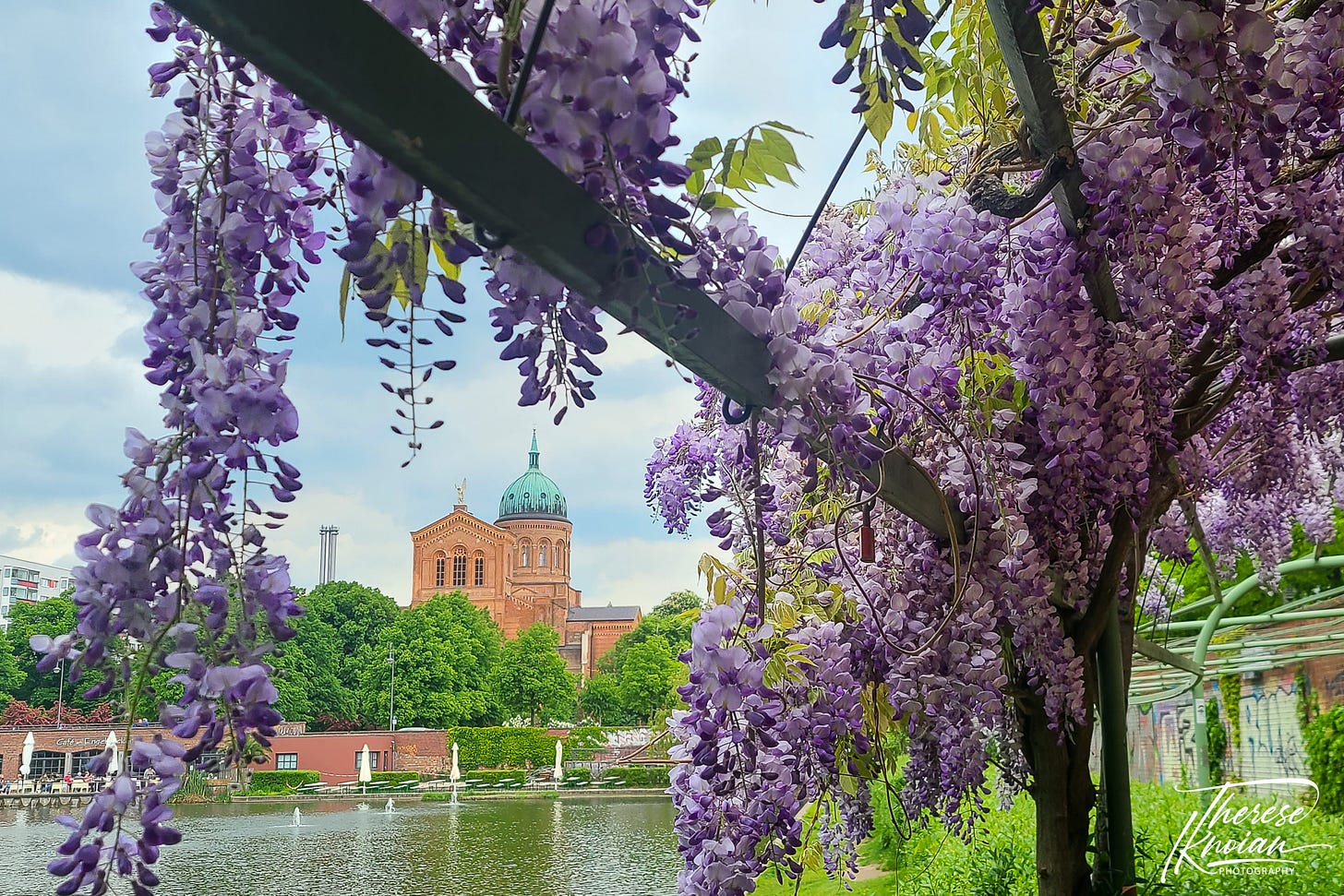 Photo of wisteria and pond at Englebecken in Berlin Photo of wisteria and pond at Englebecken in Berlin