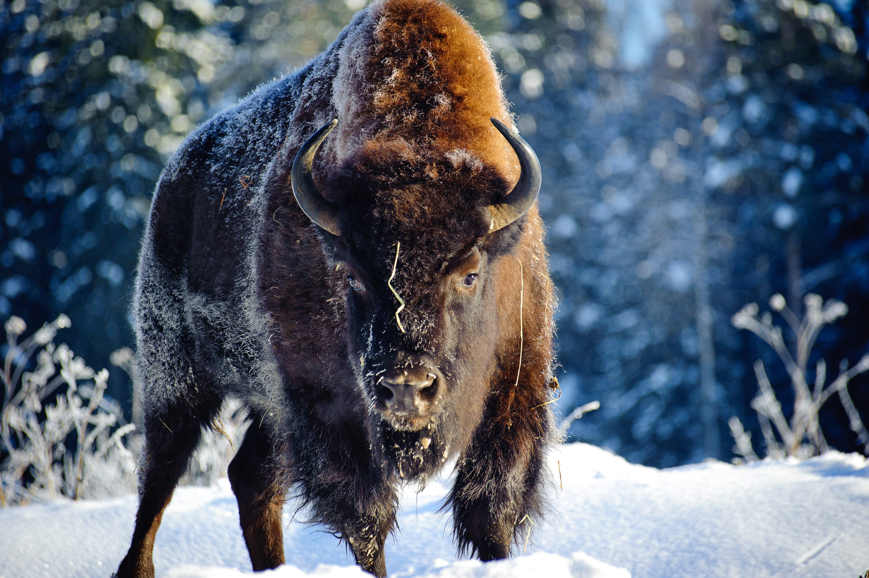 Back from the Brink: How Early Conservationists Saved the American Bison