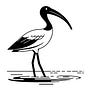 Ibis Coordination's avatar