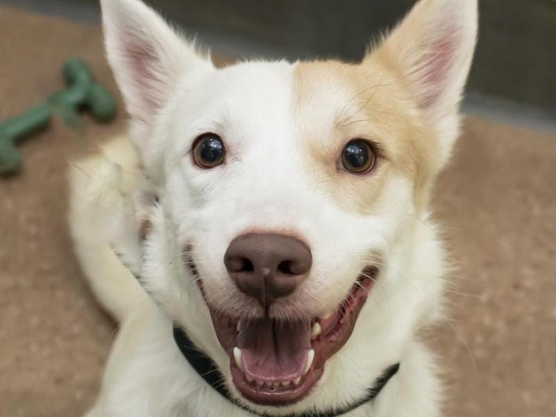 Adoptable Dog of the Week: Odie