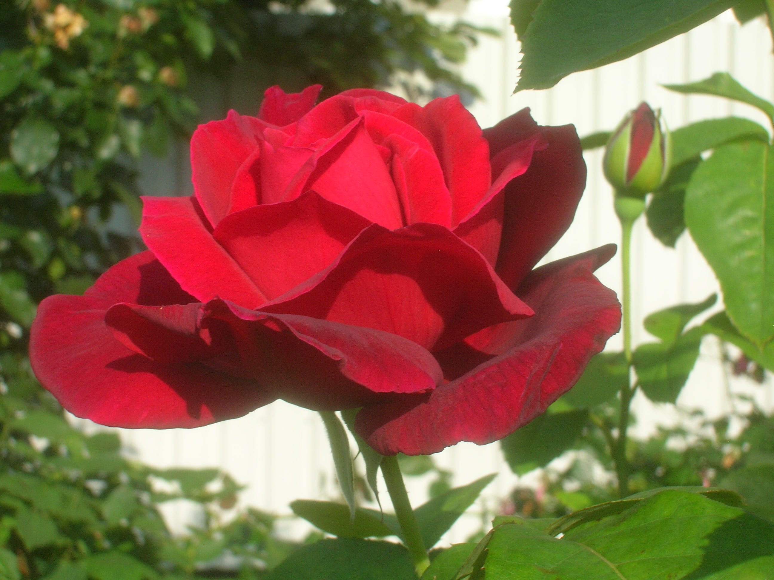 The 'English' rose - by Ailsa Francis