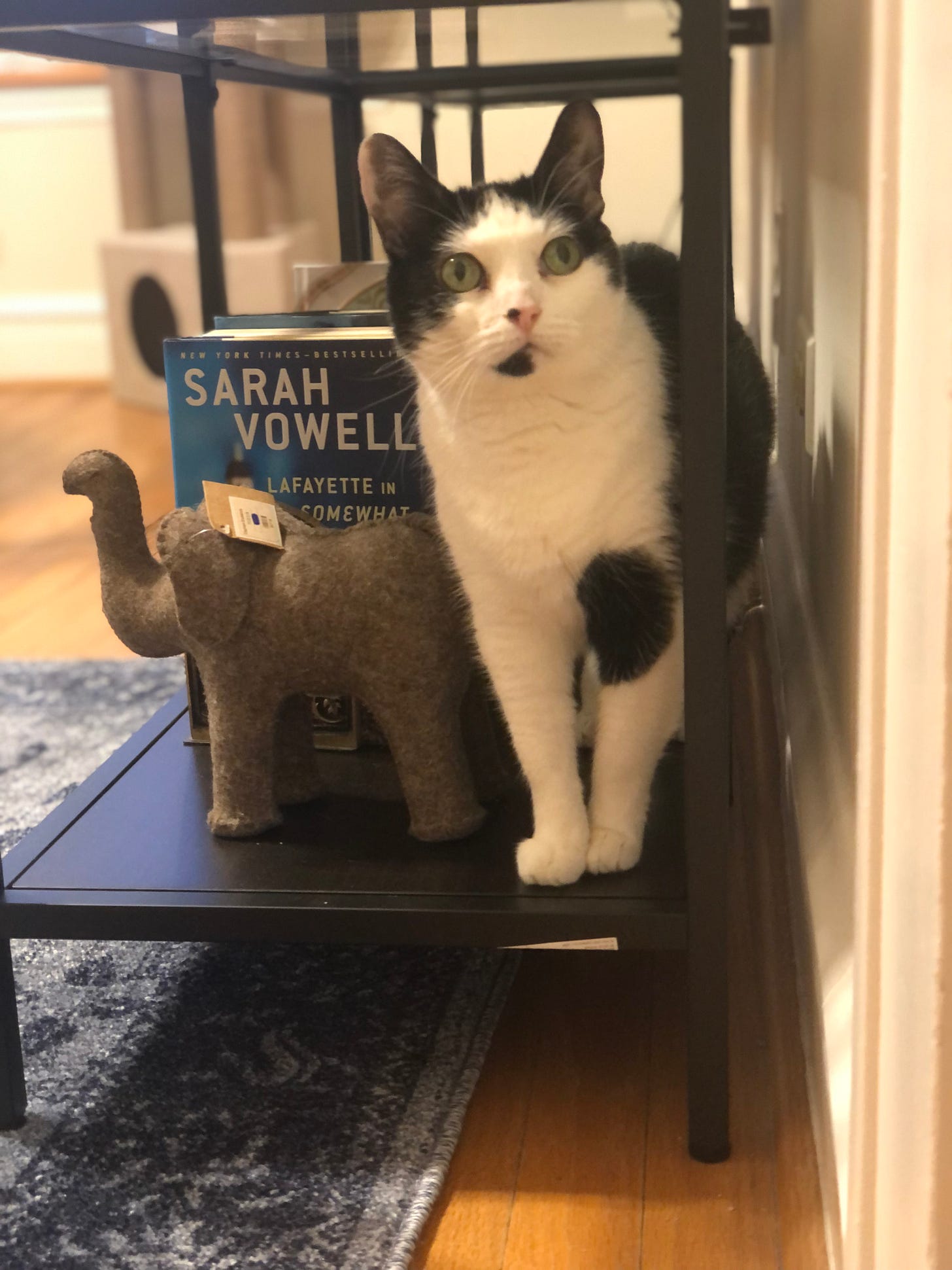 a tuxedo cat with an inquisitive expression standing on a bookcase