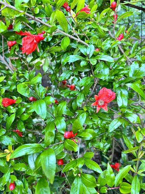 Here comes the fruit, it is about to harvest time