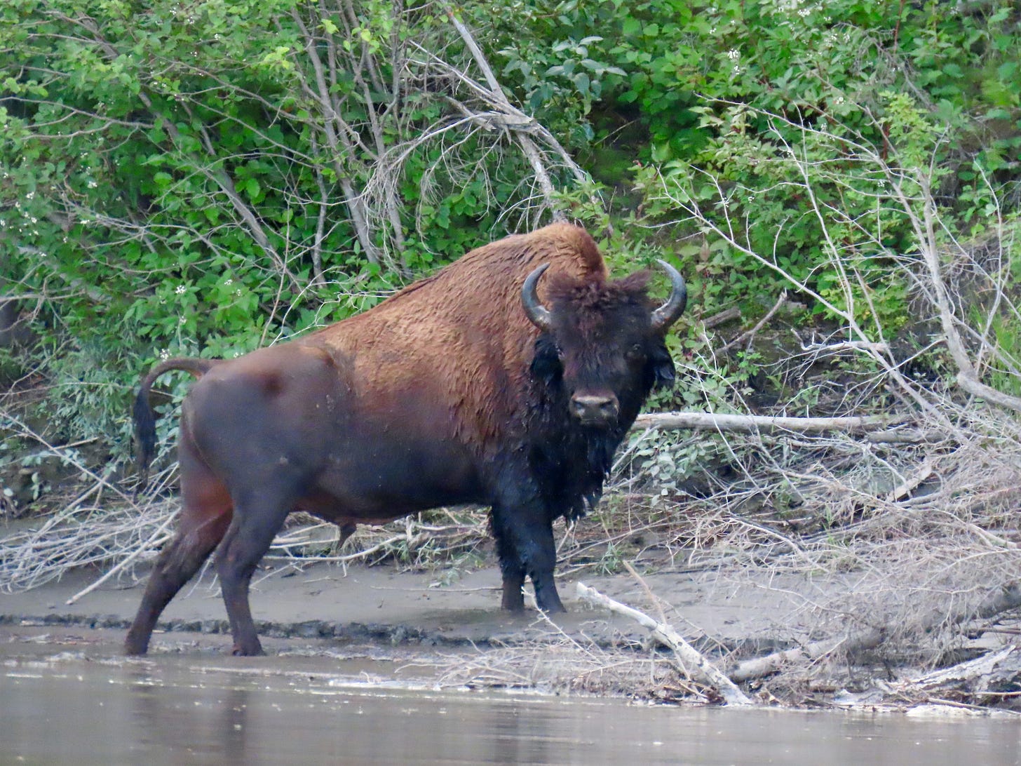 A wood bison standing on the river bank