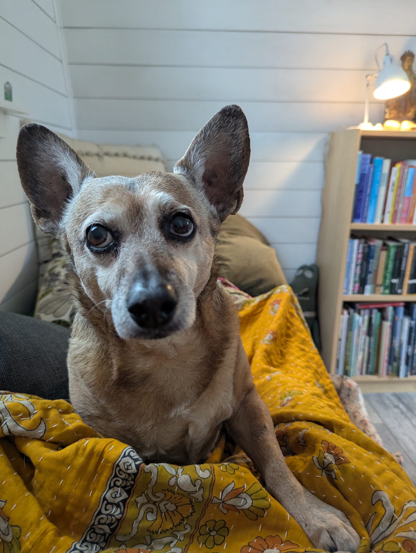 A photo of my adorable dog, Cosmo. He is a small brown dog with large ears. He has a look on his face like he is trying to guilt you into writing your book. Or, probably, trying to guilt me into giving him a treat.