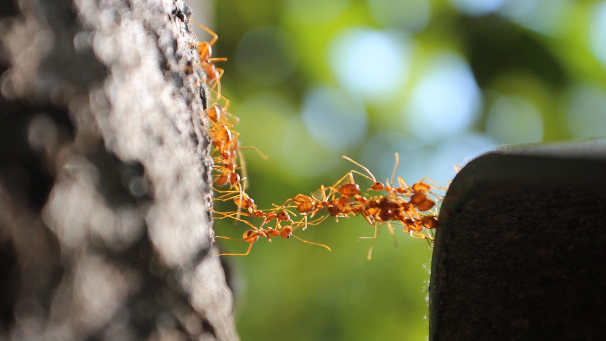 Measuring the Swarm Economy