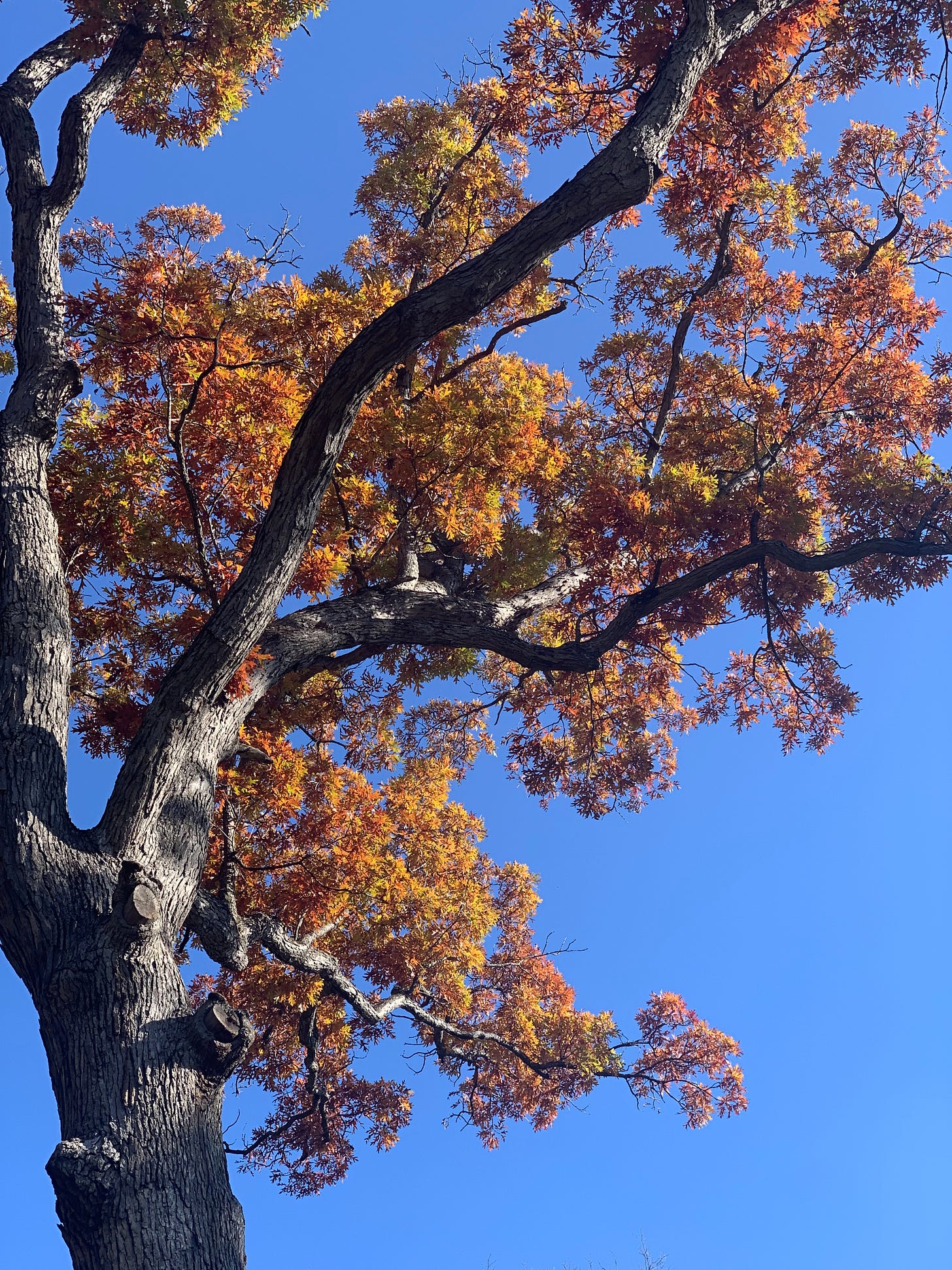 A sparse tree with bushy gold and orange leaves on the ends of its branches.