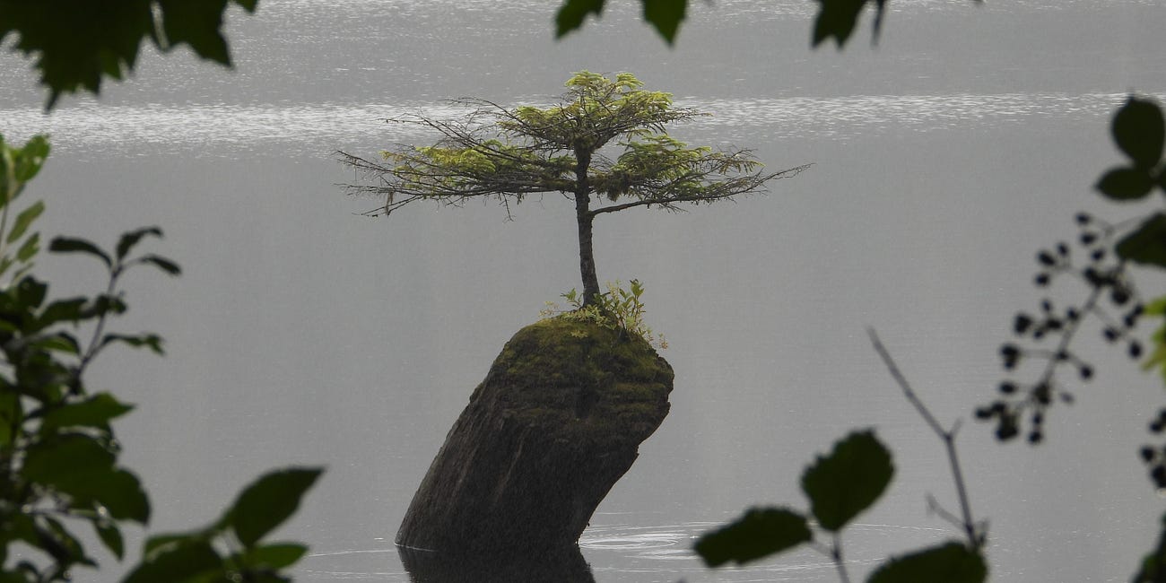 On a Pilgrimage through the wastelands of civilization towards the living Cathedral called the Fairy Creek watershed