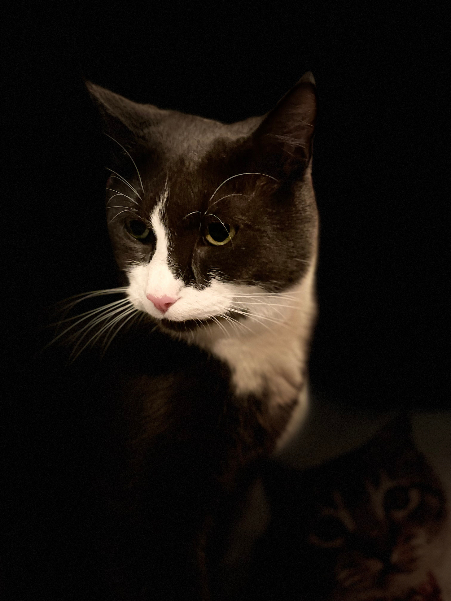 A silhouette style picture of Monty, sitting and looking to the side with its head turned, with black vignette. There’s a picture of a cat face on a pillow in darkness beside him. A silhouette style picture of Monty, sitting and looking to the side with its head turned, with black vignette. There’s a picture of a cat face on a pillow in darkness beside him.