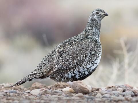 Greater Sage-Grouse Identification, All About Birds, Cornell ...