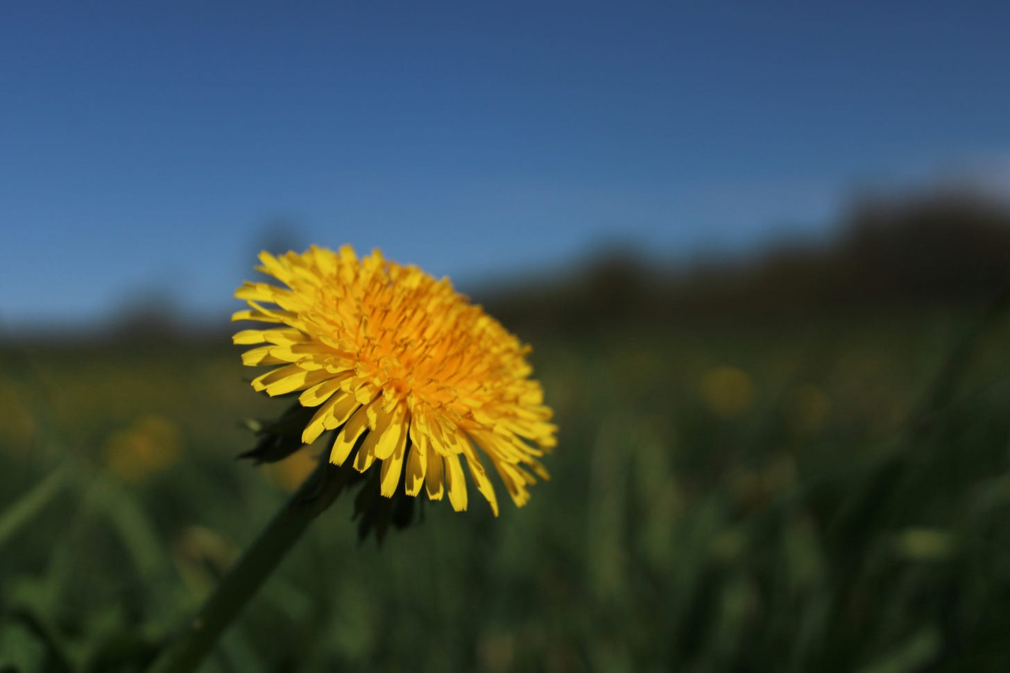 close-up photo of a yellow dandelion flower, tilting to the right. in the blurred background is green grass and a meadow under a blue sky close-up photo of a yellow dandelion flower, tilting to the right. in the blurred background is green grass and a meadow under a blue sky