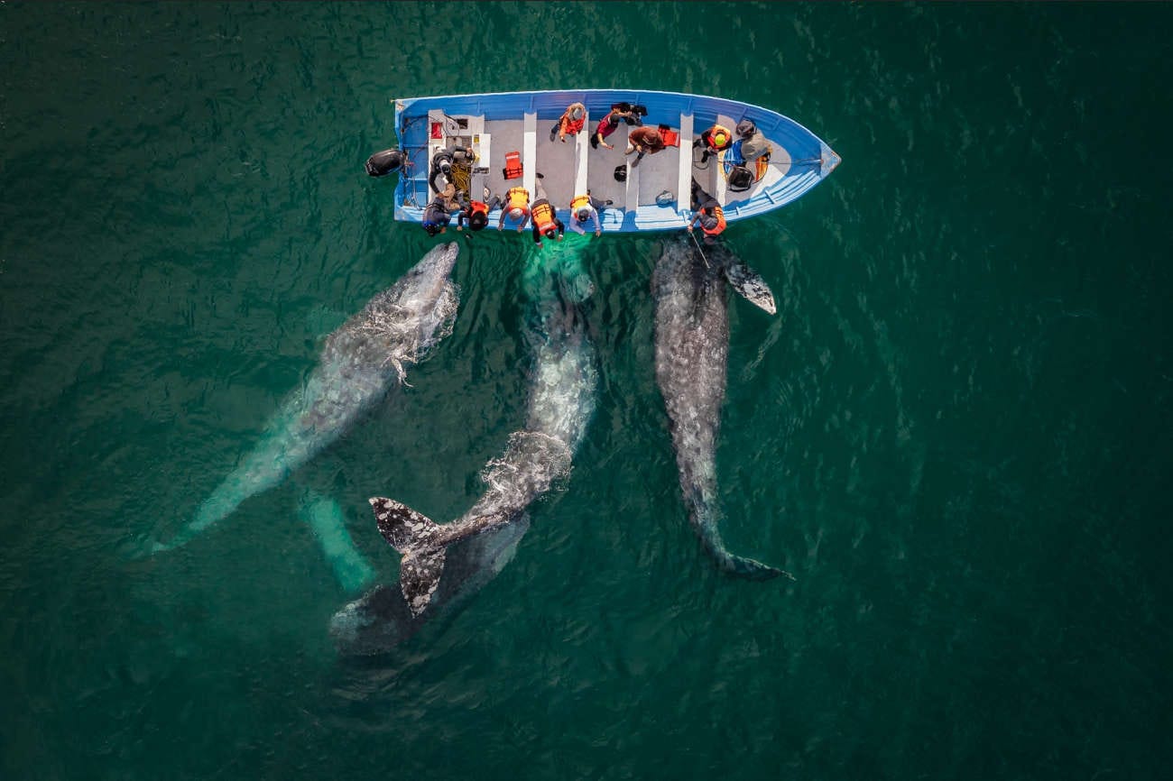 las ballenas grises son conocidas como ballenas amistosas en Baja California Sur por su hábito de acercarse a los barcos de los pescadores mexicanos
