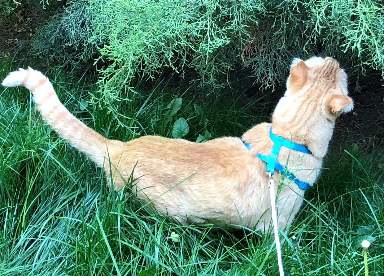 Cat with harness and leash sniffing the bushes